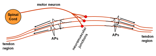 Schematic picture of individual motor unit with travelling Action Potentials (APs)